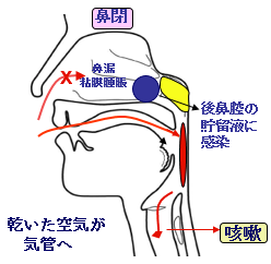 鼻呼吸の大切さ 山口内科耳鼻咽喉科